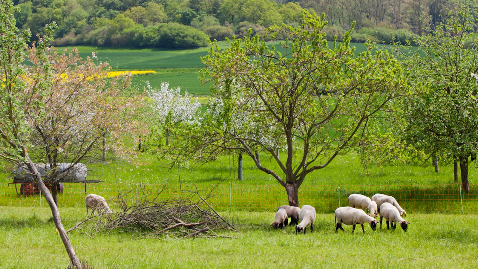Mithilfe bei der Bestandsaufnahme von Obstwiesen  
