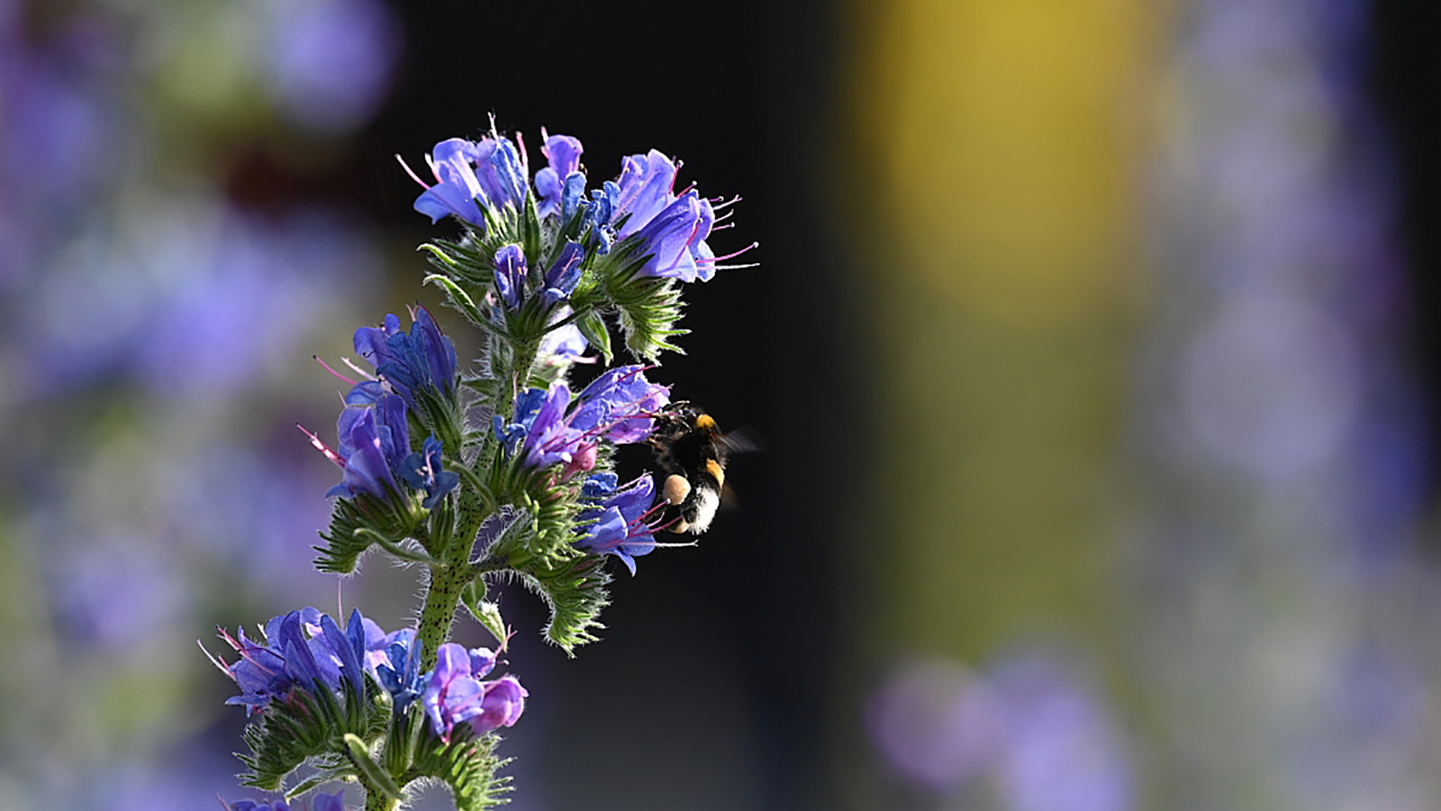 Wie geht naturnahes Gärtnern?